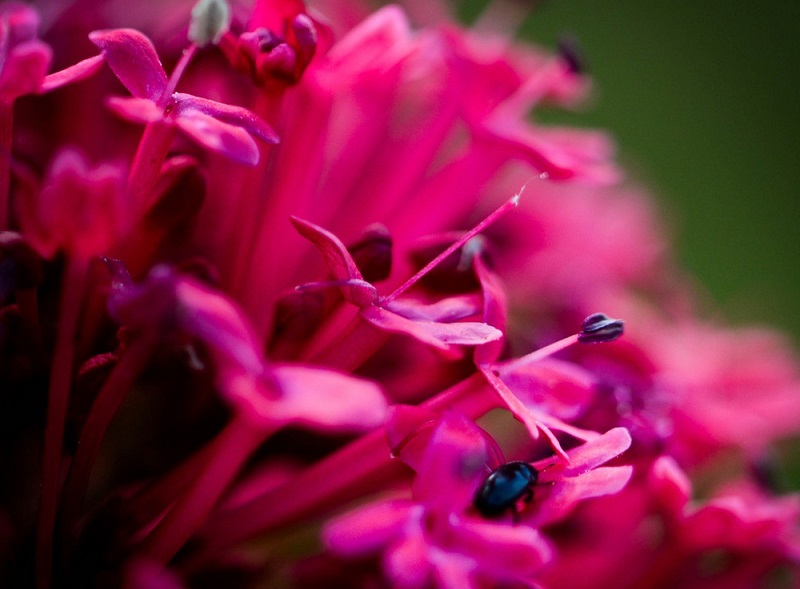 bouquet_naturel_de_plantes_roses_et_violettes