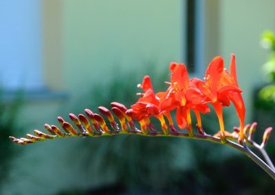 arbre_en_fleur_avec_fleur_rouge_orangees