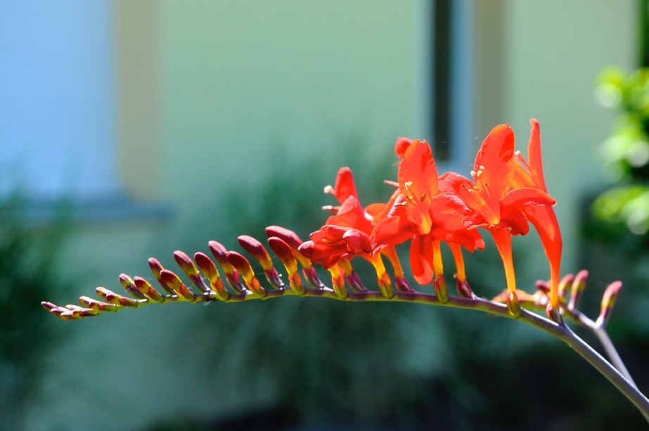 arbre_en_fleur_avec_fleur_rouge_orangees