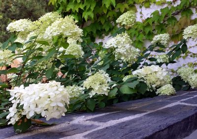 hortensia_et_mur_en_ardoise