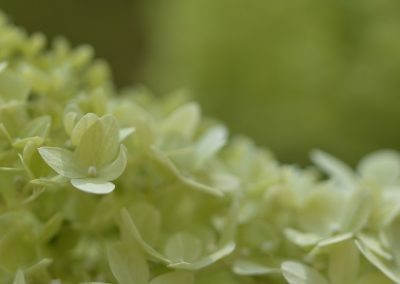 plante_a_fleurs_multiples_couleur_vert_clair