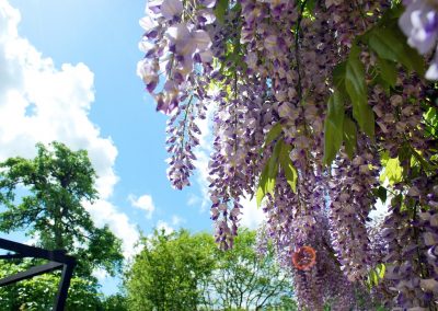 wisteria_sinensis_en_fleur