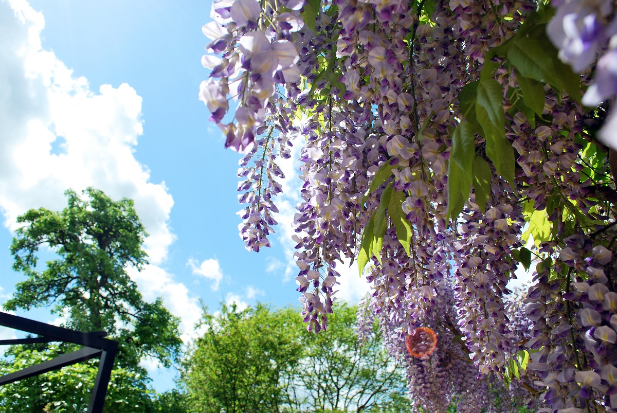 wisteria_sinensis_en_fleur