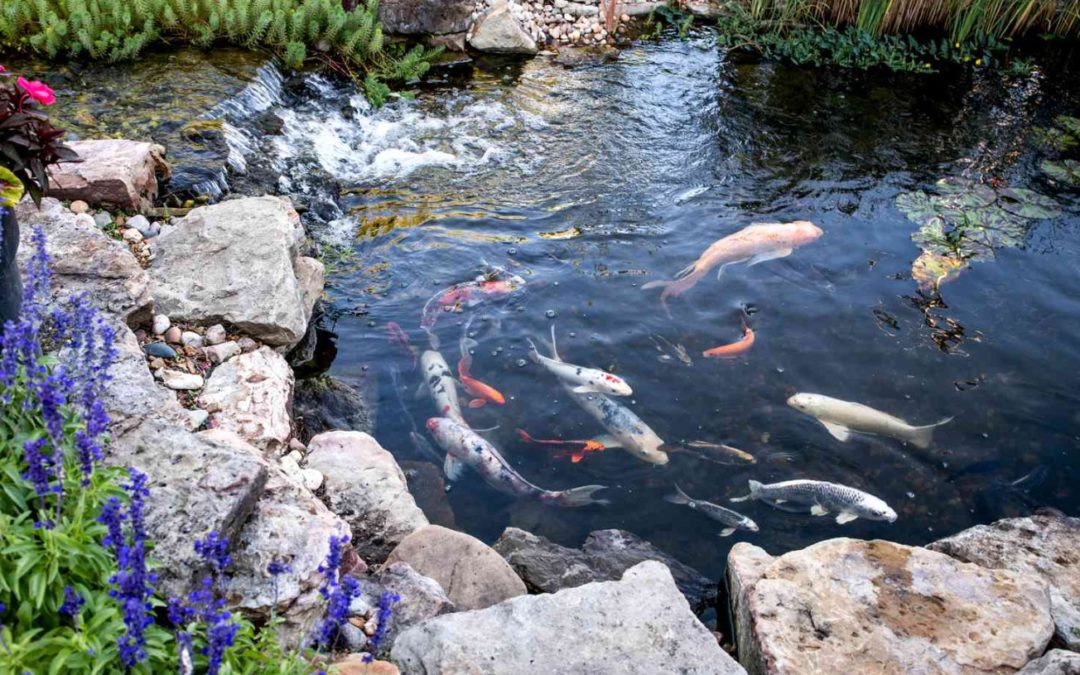 Bassin avec carpe koi : idées et astuces