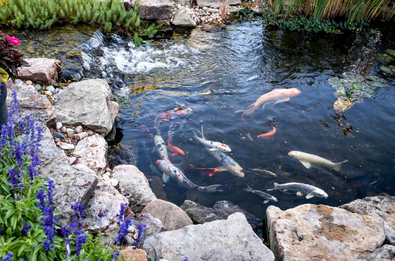 Bassins d'ornement, du zen aquatique dans votre jardin