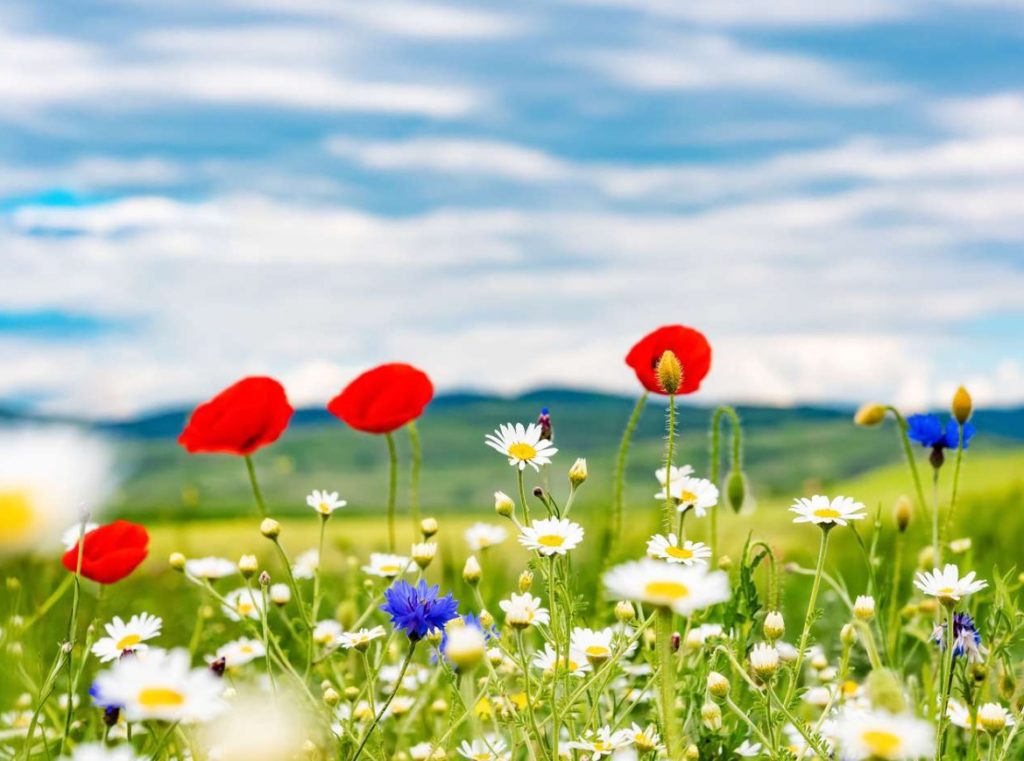 belles fleurs pour jardin japonais