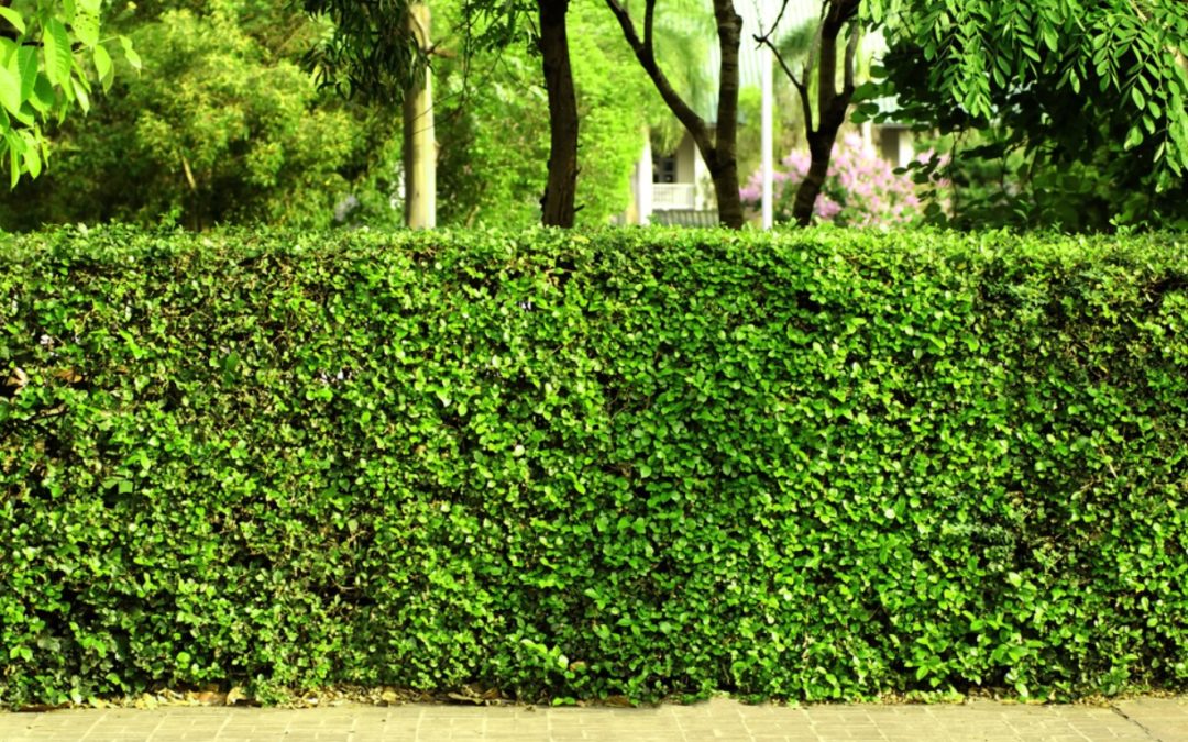 Nos idées pour faire une clôture naturelle