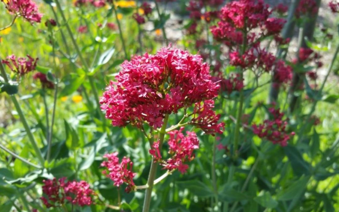 Valériane des jardins : plantation, déco et entretien