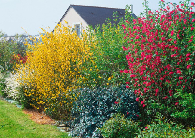 Comment planter et entretenir une haie champêtre ?