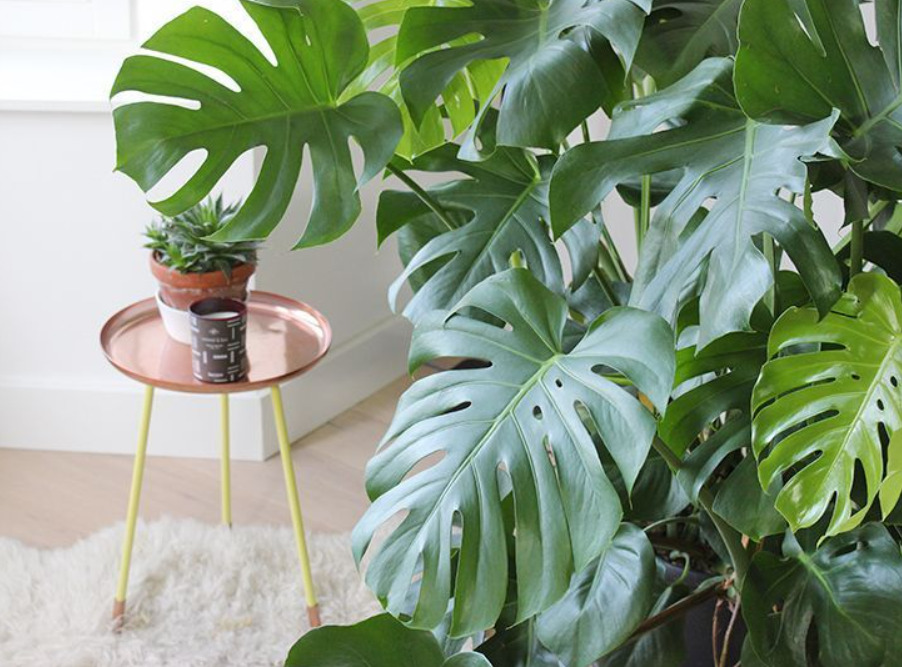 belles plantes d'exterieur