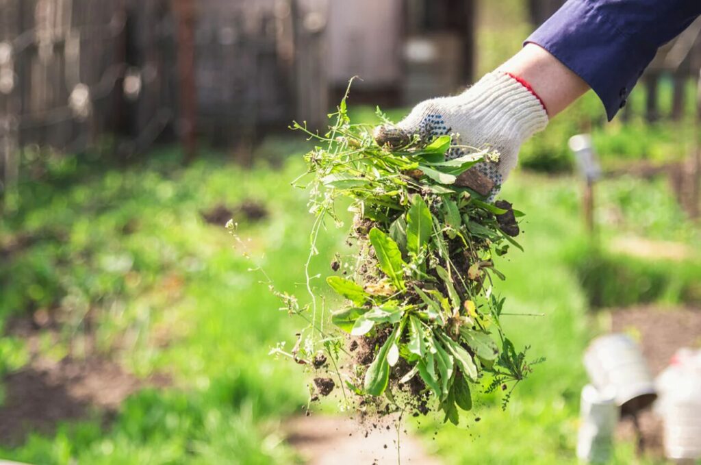 enlever les mauvaises herbes