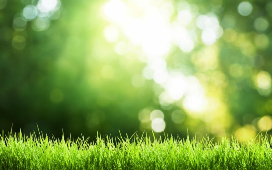 Comment semer une pelouse sans retourner la terre
