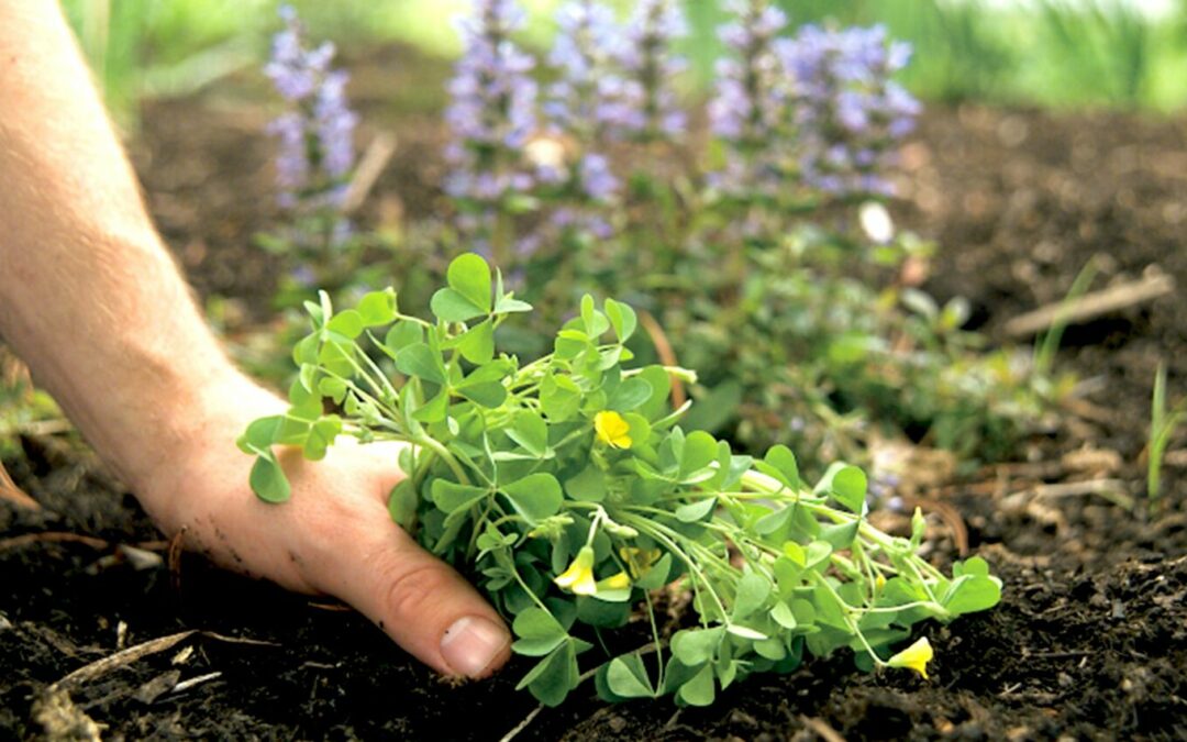 Comment enlever les mauvaises herbes ?