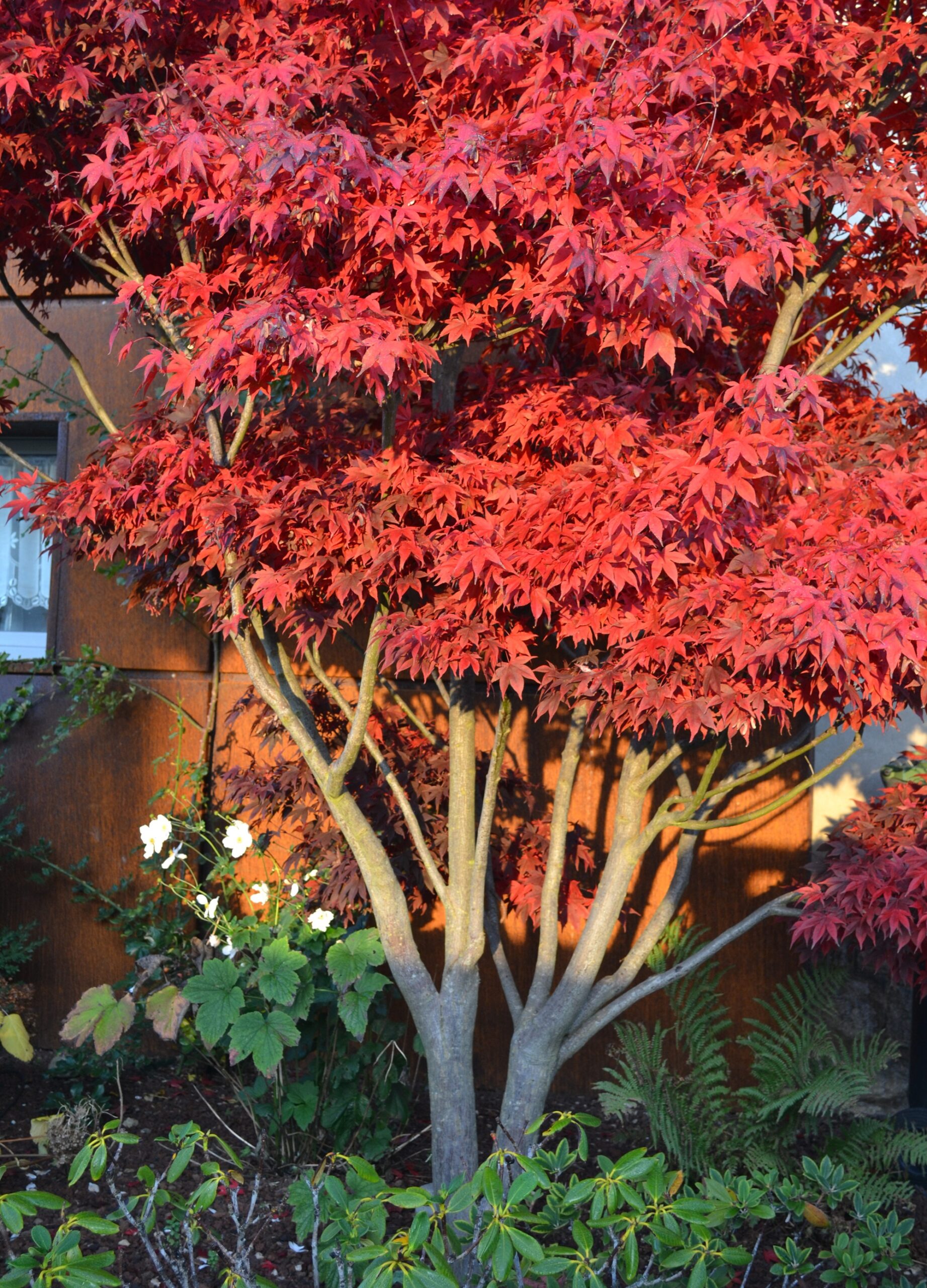 opulance végétale, bel arbre imposant