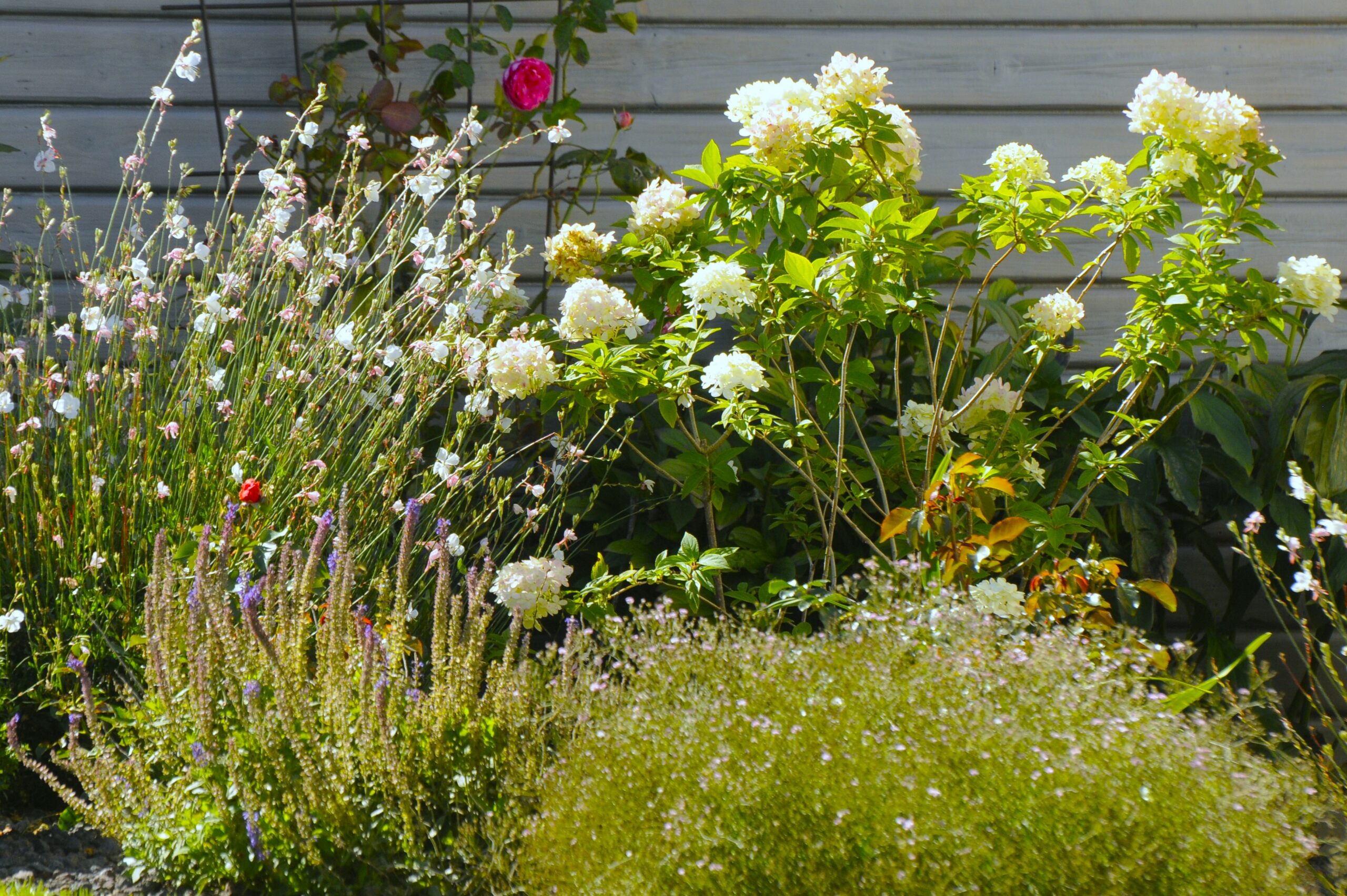 zone avec plantes fleuries