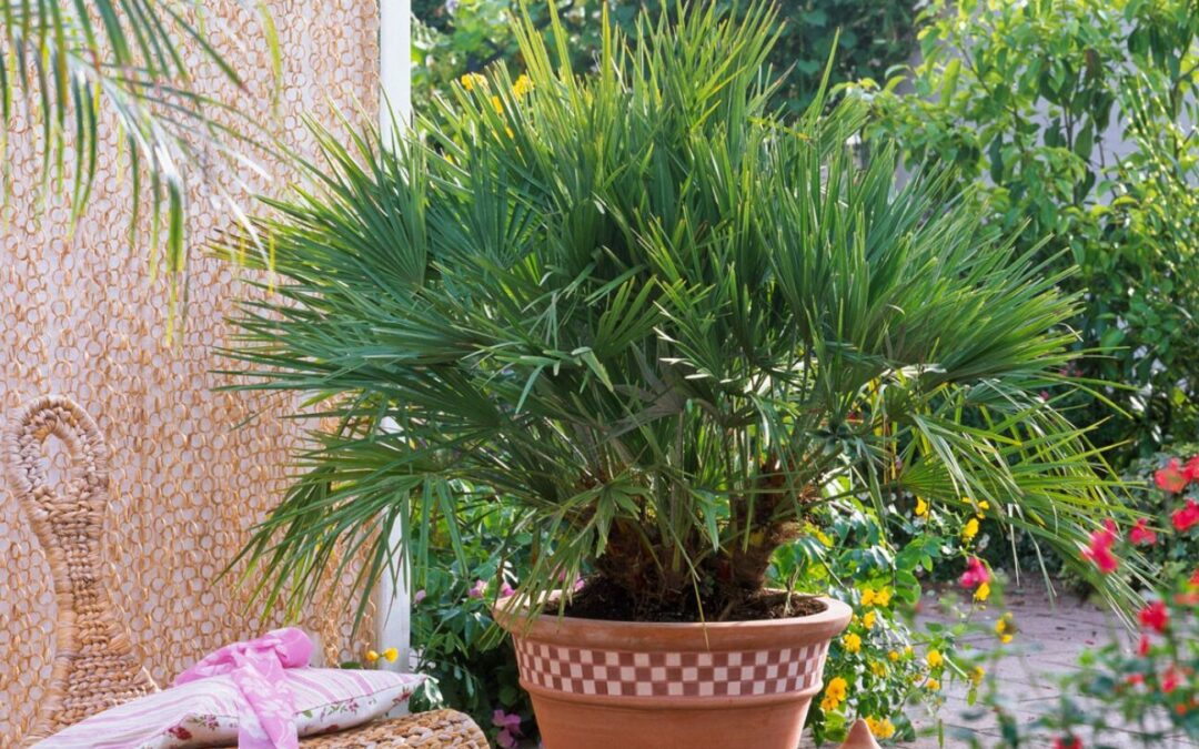 palmier extérieur en pot