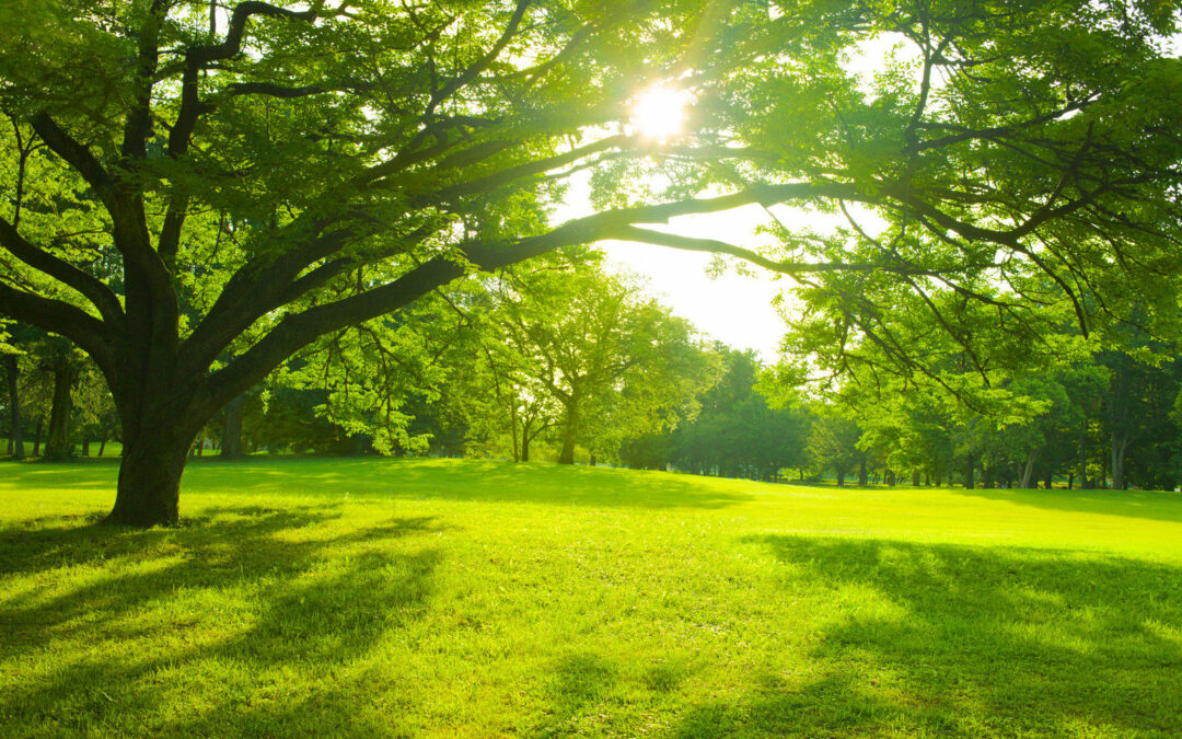 Arbre parasol persistant : un choix idéal pour votre jardin