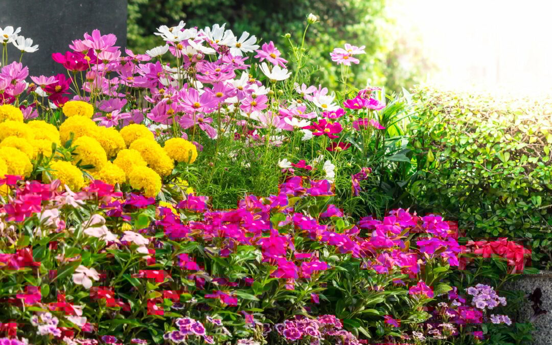 Un jardin fleuri toute l’année : astuces et conseils