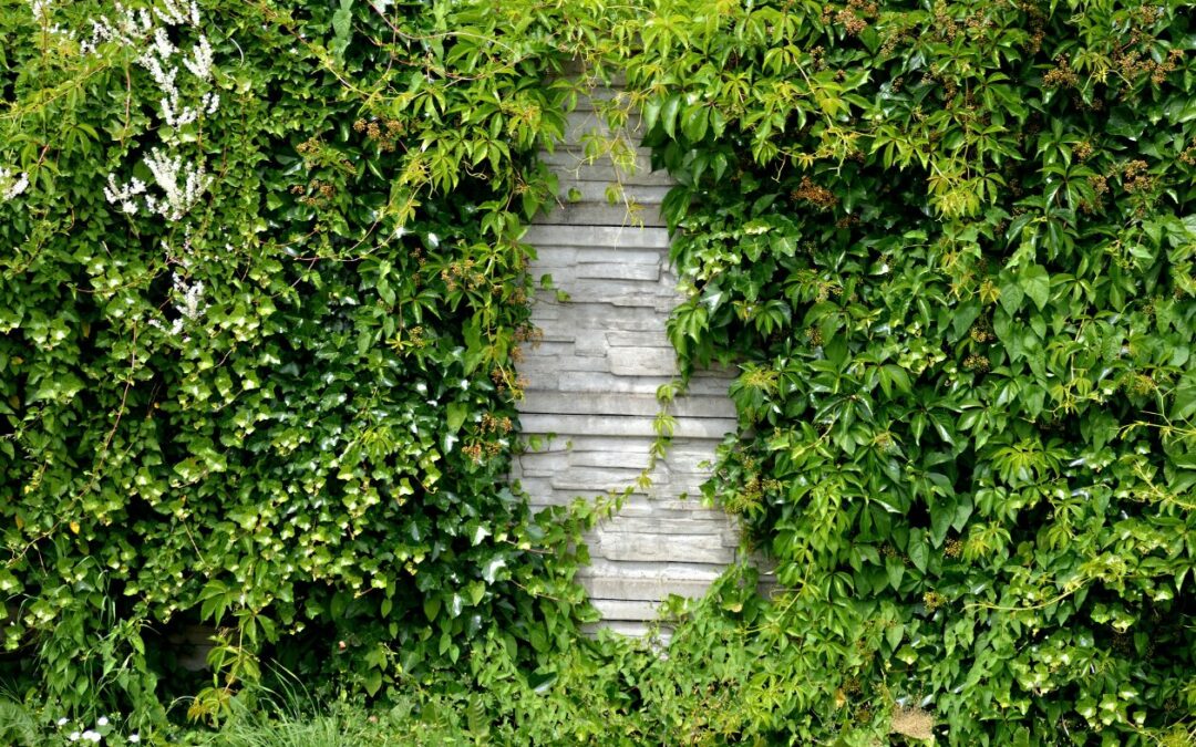 Comment cacher un mur extérieur moche du voisin