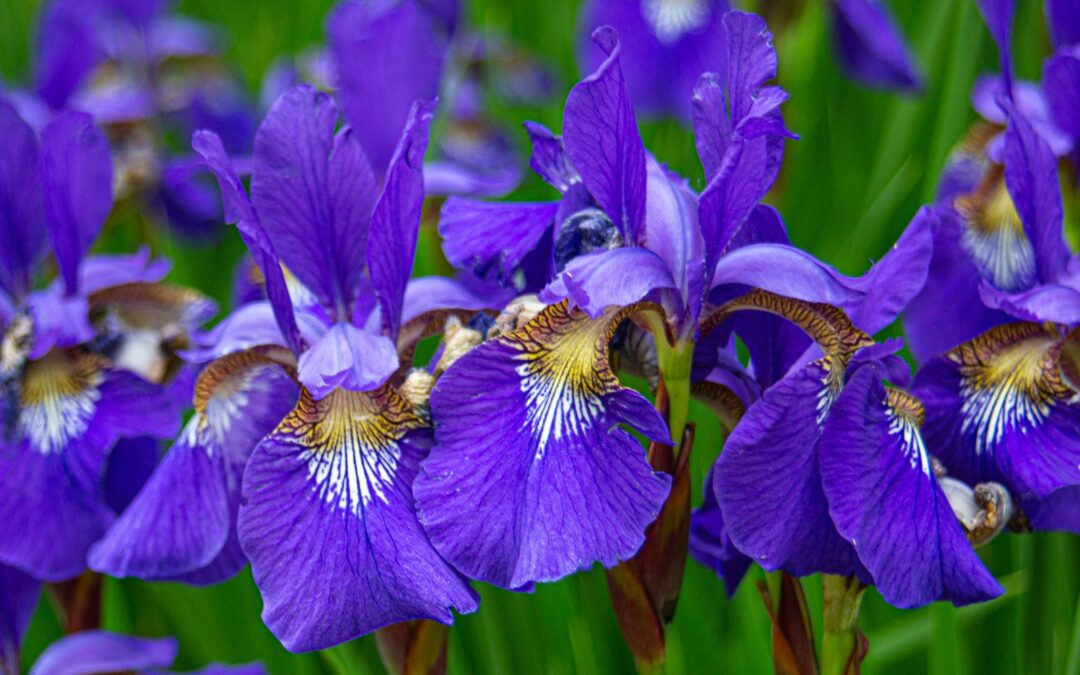 Comment planter des iris le long d’un mur : conseils pratiques