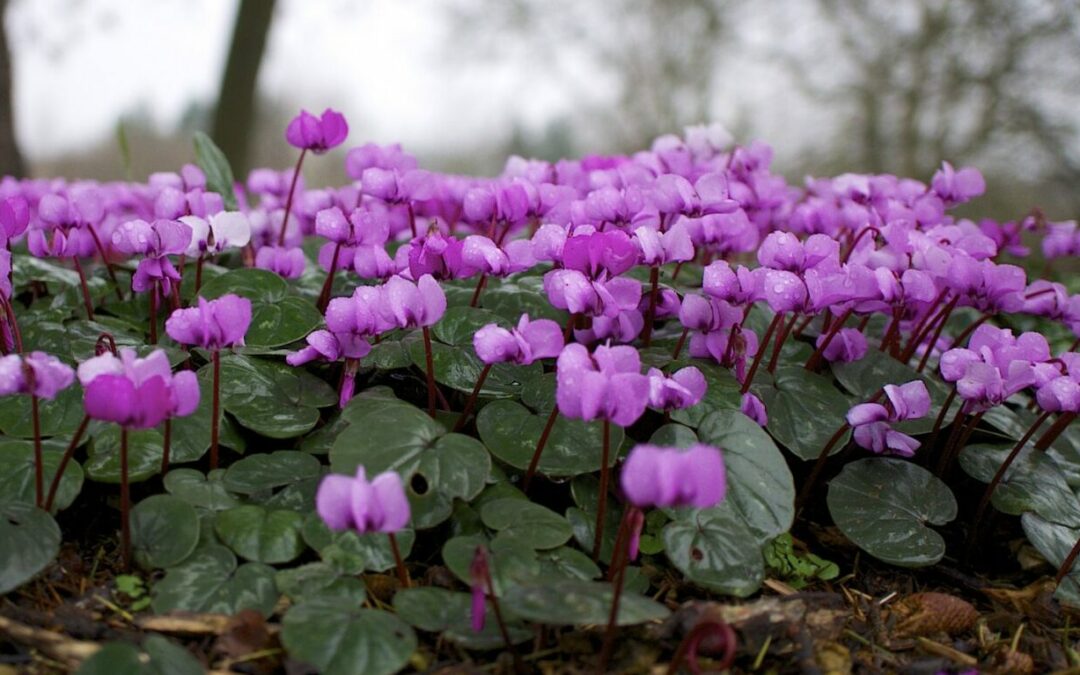 Comment garder un cyclamen d’une année sur l’autre