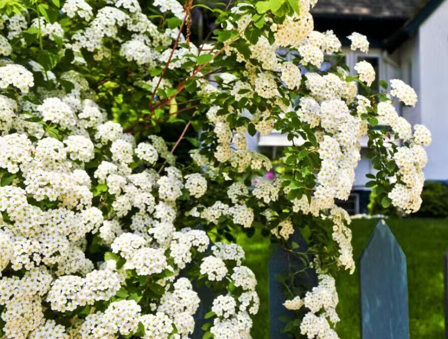 Découvrez les merveilles des arbustes à fleurs blanches pour votre jardin