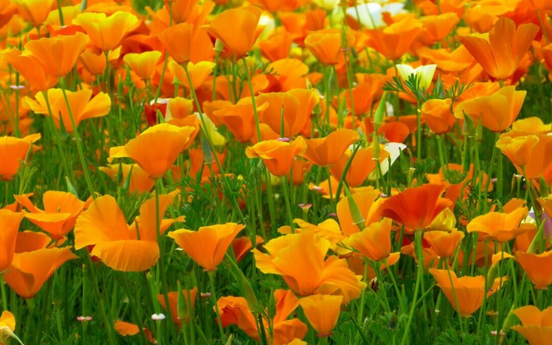 Tout savoir sur les fleurs orange vivaces pour votre jardin