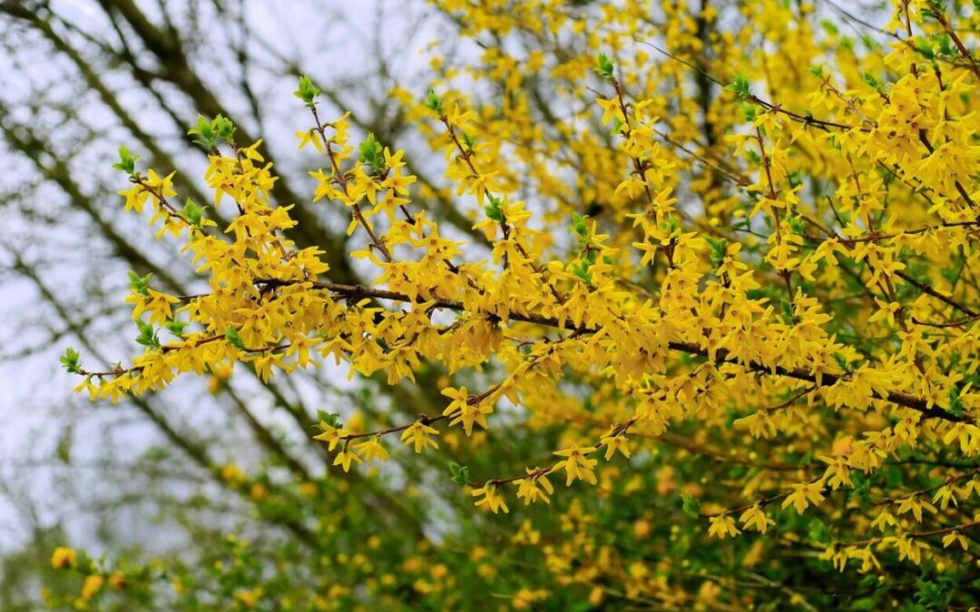 Tout savoir sur la taille du forsythia