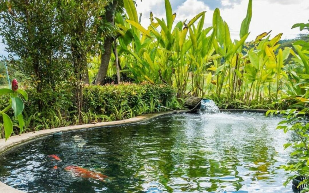 Idée aménagement d’un bassin extérieur : conseils et astuces