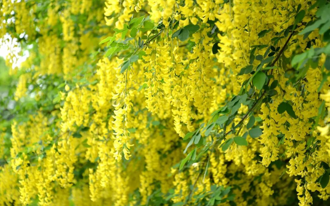 Comment tailler un cytise pour un jardin resplendissant