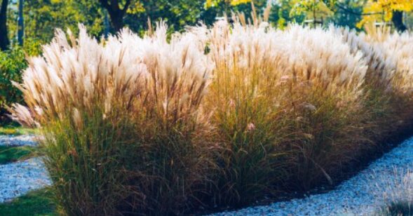 Haie brise-vue sans taille : le guide pour un jardin intimiste et facile à vivre