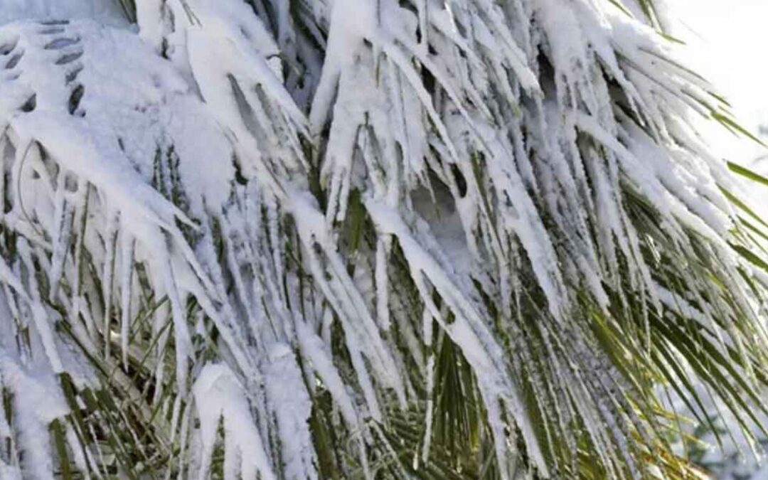Quel palmier résistant au froid choisir pour un jardin en région froide ?