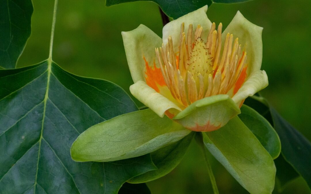 Tulipier de Virginie un arbre d’ornement majestueux pour vos espaces extérieurs