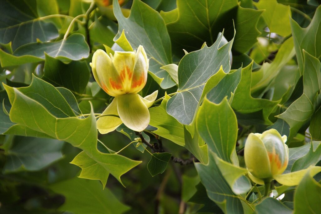 Un arbre décoratif aux multiples usages