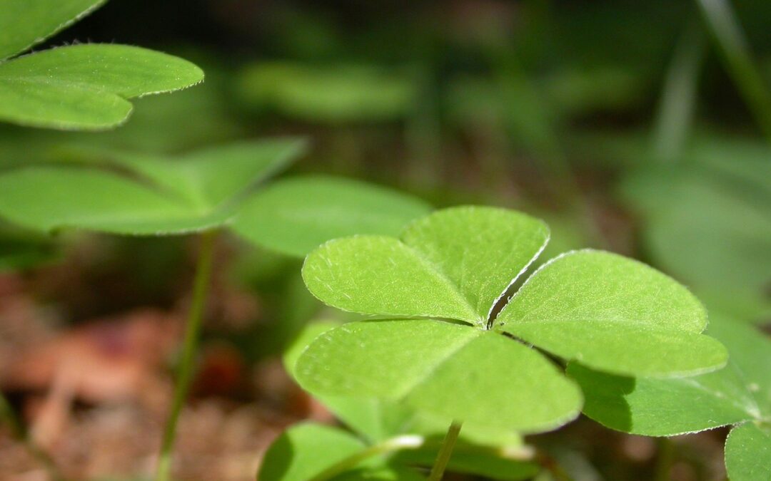 Trèfle dans pelouse comment gérer sa présence et optimiser la santé de votre gazon