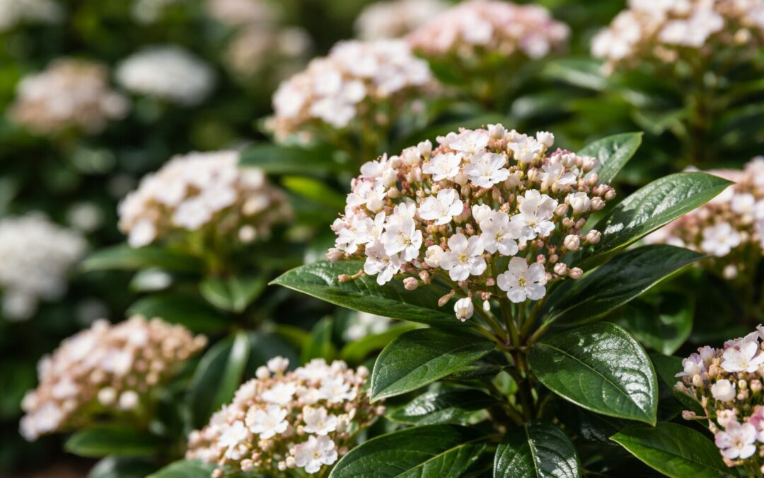 arbustes fleuris persistants